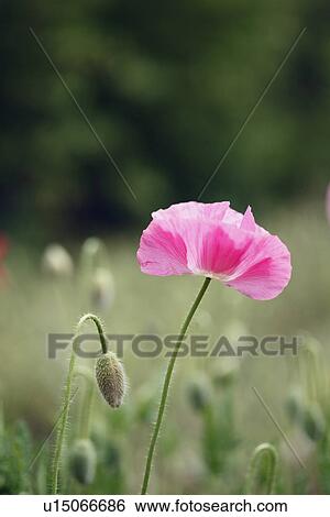 Stock Photograph - Icelandic Poppy. Fotosearch
