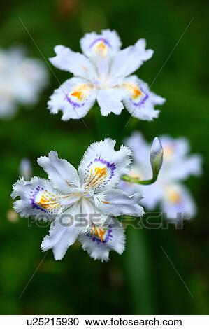 Iris japonica View Large Photo Image Stock Image - Iris japonica. Fotosearch