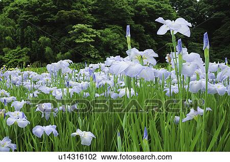 Stock Image - Irises at Sakura castle ruin park, Chiba Prefecture, Japan. Fotosearch