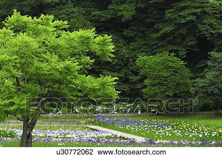 Stock Image - Irises at Sakura castle ruin park, Chiba Prefecture, Japan. Fotosearch