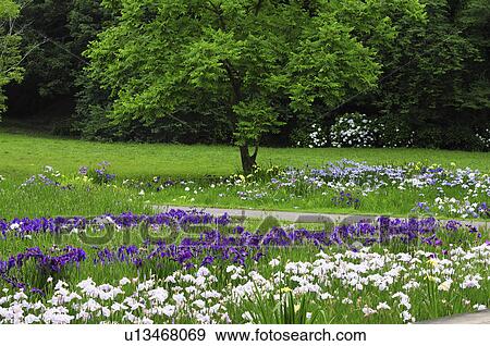 Irises at Sakura castle ruin park, Chiba Prefecture, Japan View Large Photo Image Stock Photo - Irises at Sakura castle ruin park, Chiba Prefecture, Japan. Fotosearch