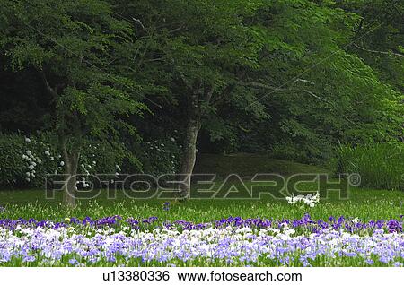 Irises at Sakura castle ruin park, Chiba Prefecture, Japan View Large Photo Image Stock Photograph - Irises at Sakura castle ruin park, Chiba Prefecture, Japan. Fotosearch
