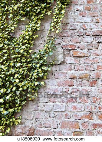 Ivy on Brick Wall View Large Photo Image Stock Photo - Ivy on Brick Wall. Fotosearch