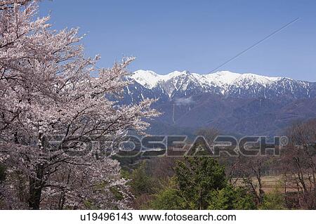 Japanese Alps and Cherry Blossom Trees View Large Photo Image Stock Image - Japanese Alps and Cherry Blossom Trees. Fotosearch