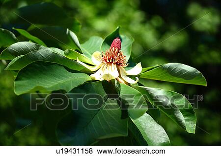 Japanese Bigleaf Magnolia View Large Photo Image Stock Photo - Japanese Bigleaf Magnolia. Fotosearch