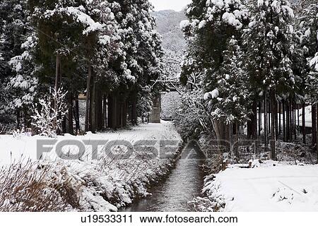 Stock Image - Japanese Cedar Trees in Winter. Fotosearch