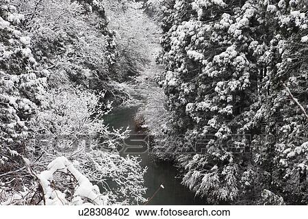 Stock Image - Japanese Cedar Trees in Winter. Fotosearch