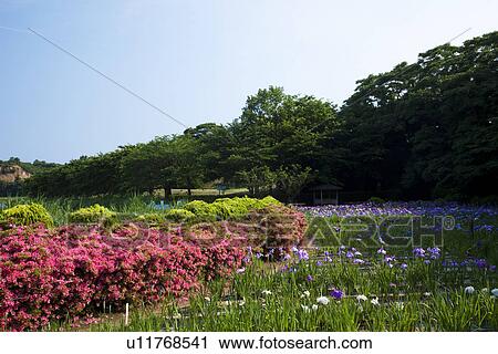 Stock Image - Japanese Iris and Azalea Flowers. Fotosearch