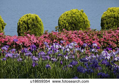 Picture - Japanese Iris Flowers. Fotosearch