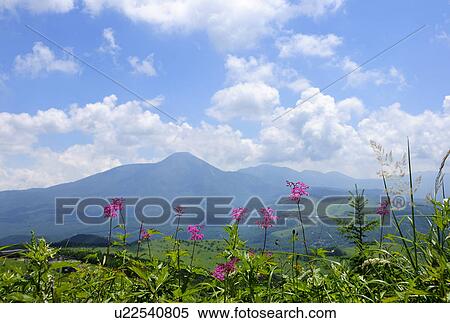 Stock Photography - Japanese Meadowseet and Mountains in Background. Fotosearch