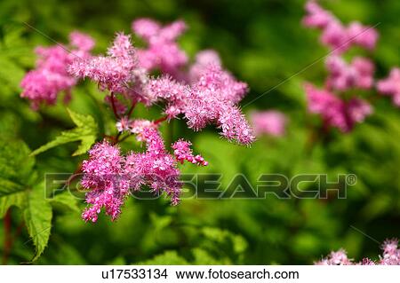 Picture - Japanese Meadowsweet (Filipendula purpurea). Fotosearch