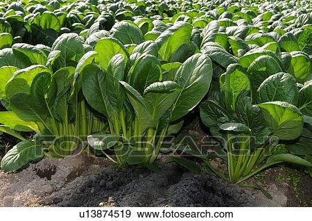 Japanese Mustard Spinach View Large Photo Image Stock Photo - Japanese Mustard Spinach. Fotosearch