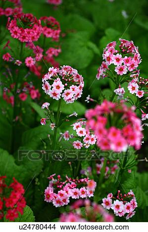 Japanese Primrose (Primula japonica) View Large Photo Image Picture - Japanese Primrose (Primula japonica). Fotosearch