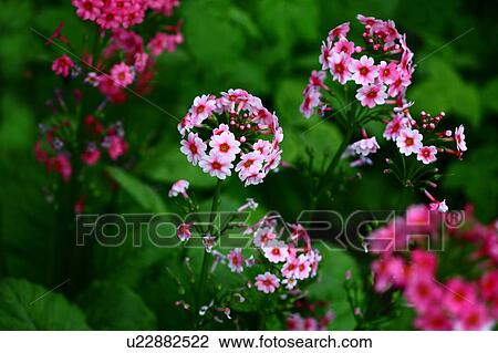 Japanese Primrose (Primula japonica) View Large Photo Image Stock Image - Japanese Primrose (Primula japonica). Fotosearch