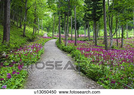 Stock Image - Japanese Primroses Lining Footpath. Fotosearch