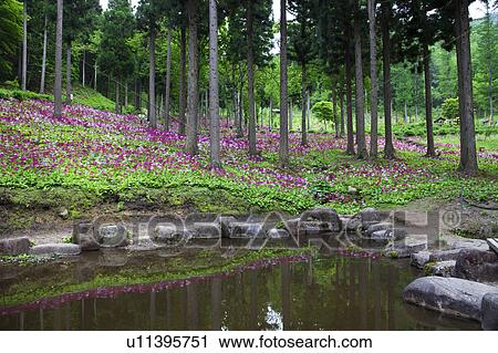 Stock Image - Japanese Primroses near Pond. Fotosearch