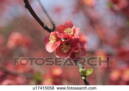 Japanese Quince Blossom View Large Photo Image Stock Photo - Japanese Quince Blossom. Fotosearch