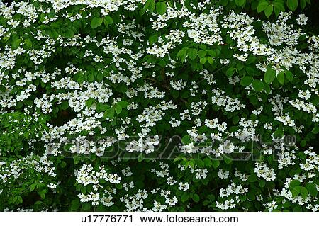 Japanese Snowball Bush (Viburnum plicatum) View Large Photo Image Stock Image - Japanese Snowball Bush (Viburnum plicatum). Fotosearch