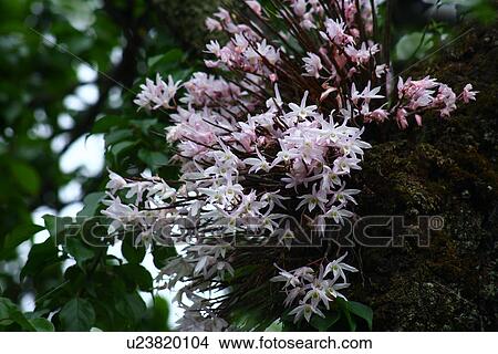 Japanese Stone Orchid (Dendrobium moniliforme) View Large Photo Image Picture - Japanese Stone Orchid (Dendrobium moniliforme). Fotosearch