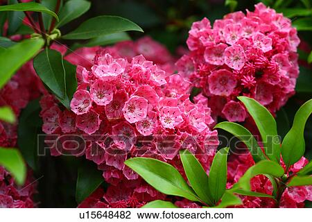Kalmia View Large Photo Image Stock Image - Kalmia . Fotosearch