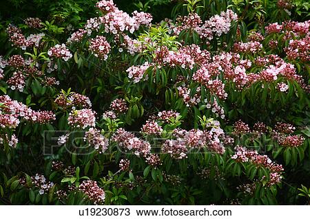 Kalmia View Large Photo Image Stock Image - Kalmia . Fotosearch