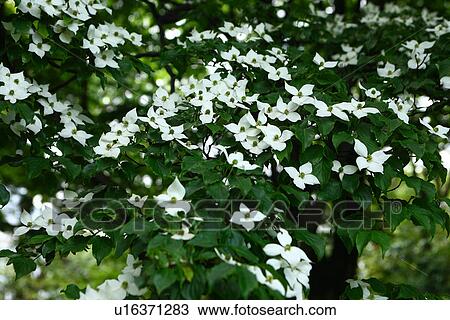 Kousa dogwood (Benthamidia japonica) View Large Photo Image Stock Image - Kousa dogwood (Benthamidia japonica). Fotosearch
