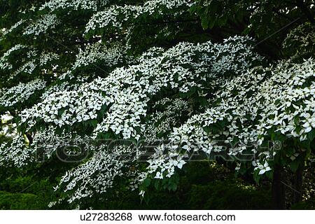 Stock Photo - Kousa dogwood (Benthamidia japonica). Fotosearch