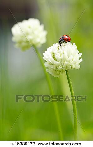 Stock Image - Ladybird on Clover Flower. Fotosearch