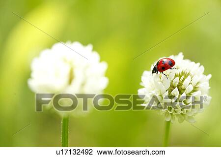 Ladybird on Clover Flower View Large Photo Image Stock Image - Ladybird on Clover Flower. Fotosearch