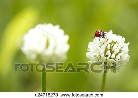 Ladybird on Clover Flower View Large Photo Image Stock Photo - Ladybird on Clover Flower. Fotosearch