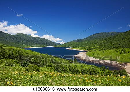 Stock Image - Lake Nozori and Daylilies (Hemerocallis middendorffii var. esculenta). Fotosearch
