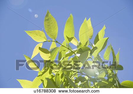 Leaf and lens flare View Large Photo Image Stock Photo - Leaf and lens flare. Fotosearch