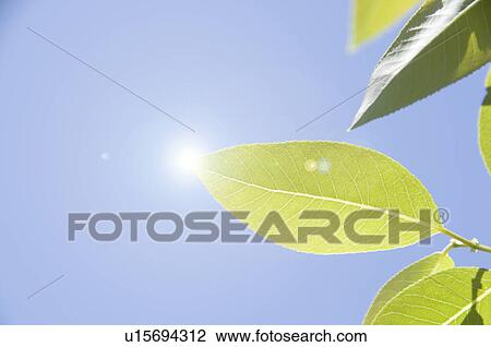 Stock Image - Leaf and sunbeam. Fotosearch