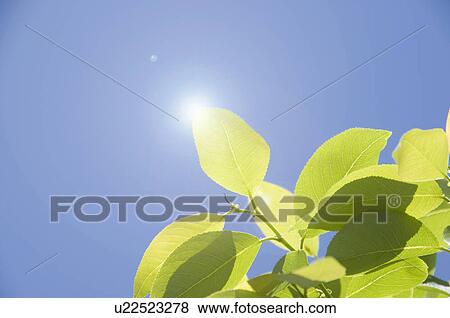 Leaf and sunbeam View Large Photo Image Stock Photo - Leaf and sunbeam. Fotosearch