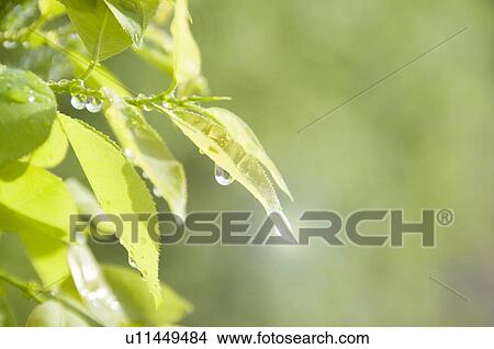 Leaf and water drop View Large Photo Image Picture - Leaf and water drop. Fotosearch