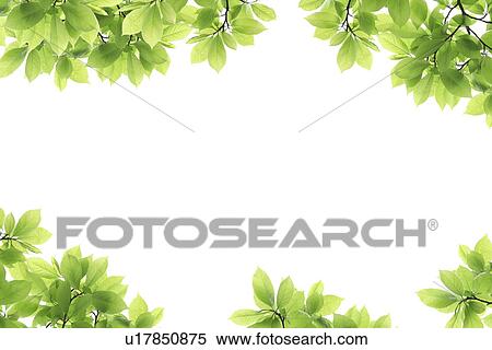 Stock Photography - Leaf Frame. Fotosearch