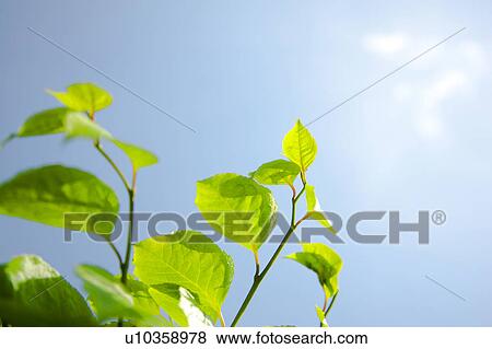 Stock Photo - Leaves Against Sky. Fotosearch