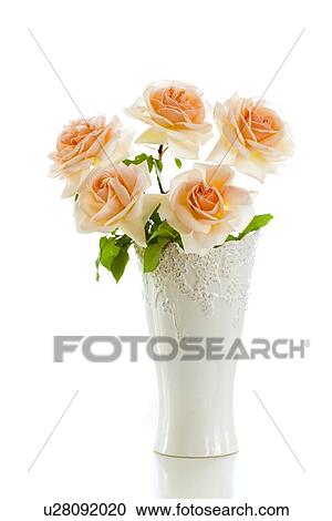 Light Pink Roses View Large Photo Image Stock Image - Light Pink Roses. Fotosearch