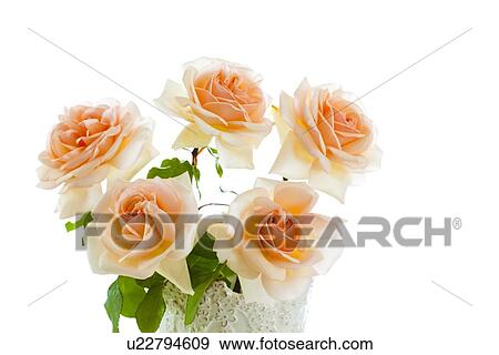 Light Pink Roses View Large Photo Image Stock Photo - Light Pink Roses. Fotosearch