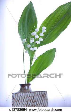 Lily-of-the-valley in vase View Large Photo Image Picture - Lily-of-the-valley in vase. Fotosearch