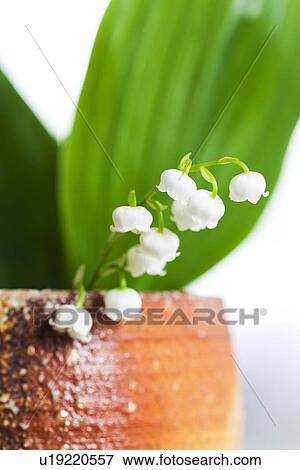 Stock Photo - Lily-of-the-valley. Fotosearch