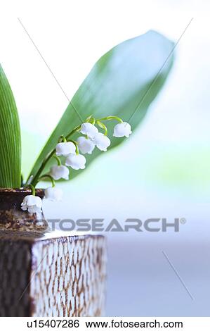 Stock Photograph - Lily-of-the-valley. Fotosearch