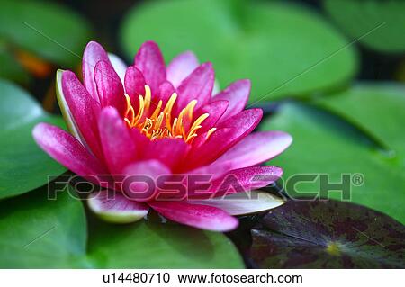 Stock Image - Lotus. Fotosearch