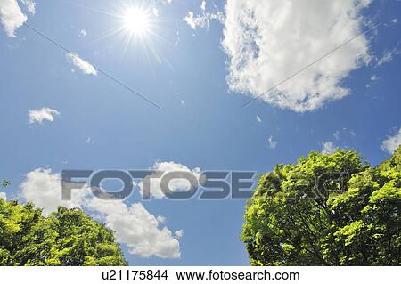 Low angle view of trees View Large Photo Image Picture - Low angle view of trees. Fotosearch