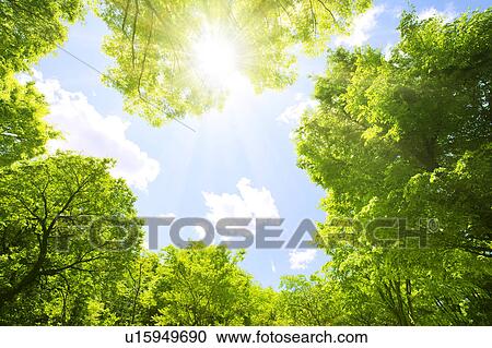 Stock Image - Low angle view of trees. Fotosearch
