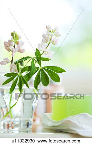 Lupine Flowers and Toiletries View Large Photo Image Stock Image - Lupine Flowers and Toiletries. Fotosearch