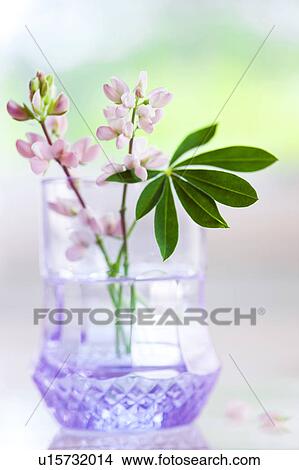 Lupine Flowers View Large Photo Image Picture - Lupine Flowers. Fotosearch