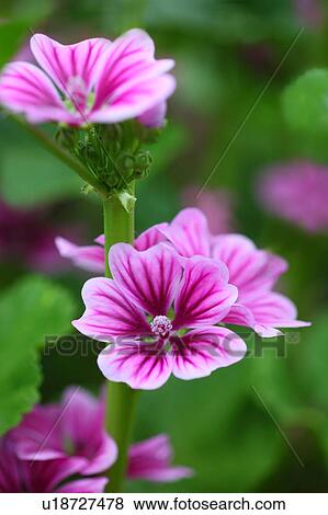 Malva sylvestris (Malva sylvestris var. mauritiana) View Large Photo Image Stock Photo - Malva sylvestris (Malva sylvestris var. mauritiana). Fotosearch