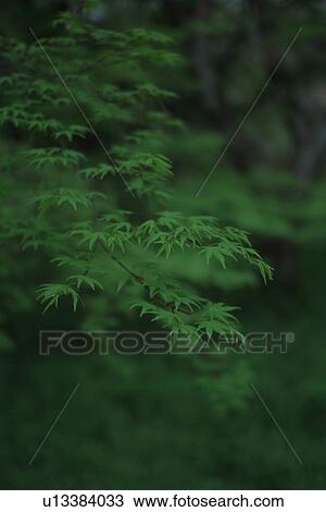 Maple Leaves View Large Photo Image Stock Image - Maple Leaves. Fotosearch