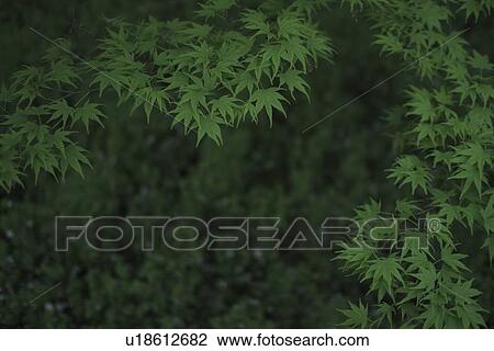 Maple Leaves View Large Photo Image Stock Image - Maple Leaves. Fotosearch